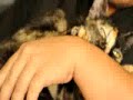 Awek Isap Nenen