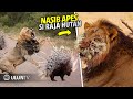 The Lion S Unlucky Fate When He Desperately Wanted To Prey On A Hedgehog It Ended Up Like This