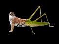 OOO Combo Are Real Animal Be Like