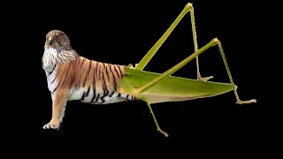 Download lagu OOO combo are real animal be like: mp3