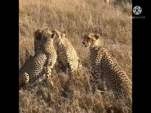 lion is on peak,😘#shorts#lions#animals#family#subscribe