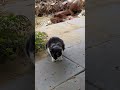Tuxedo Cat Meowing Meow Funny Cats Cute Pets Beautiful Animals