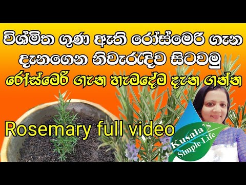 Learn about Rosemary and plant(රෝස්මෙරි ගැන දැනගෙන නිවැරැදිව සිටුවා ගනිමු-(රෝස්මෙරි ගැන සියල්ල සමඟ)