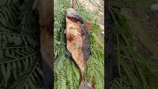 Download lagu Hasil Mancing Langsung Dibakar Ikannya Ikan Segar 👍🏻 mp3