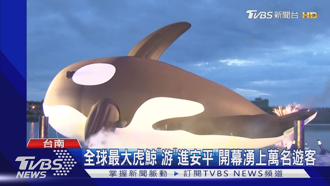 全球最大虎鯨「游」進安平　開幕湧上萬名遊客