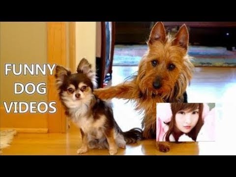 Try Not To Laugh Challenge - Funny Cat & Dog Vines compilation 2017