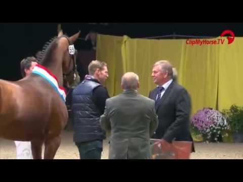 Springsiegerhengst | Quasimodo van de Molendreef x Cavalier | Mecklenburger Hengstkörung | 2015