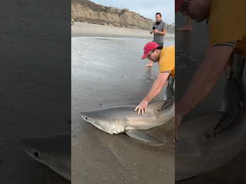 Great White Shark CATCH & RELEASE! (INSANE Close-Up Footage) #sharkfishing #lbsf #fishing