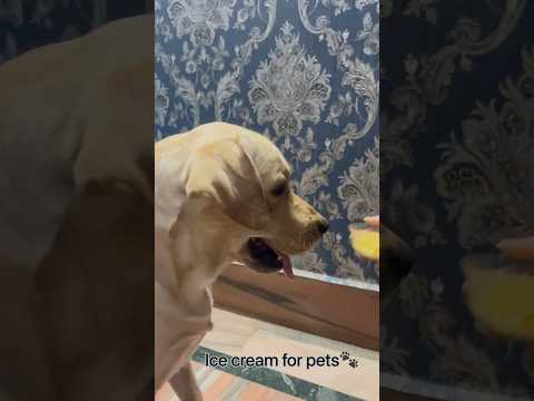 Ice cream for pets
