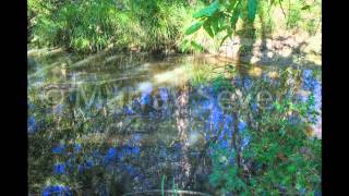 preview picture of video 'Bulimba Creek'