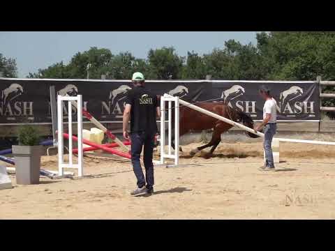 MYOSOTIS DES FABRIES