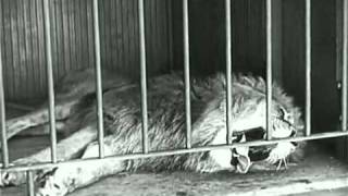 preview picture of video 'Charlie Chaplin   The Lion's Cage ‏   مضحك.ضحك . شارلي شابلن - 13'