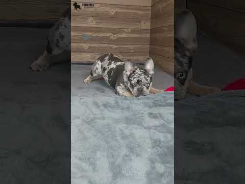 Video 1