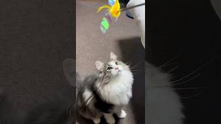 These Cats are believed to be associated Viking mythology! #norwegianforestcat #catshorts #cats