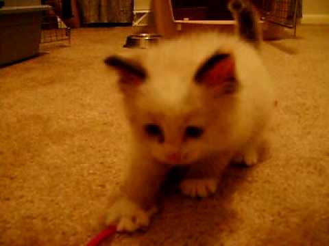 Aura the 6 week old Ragdoll mix kitten