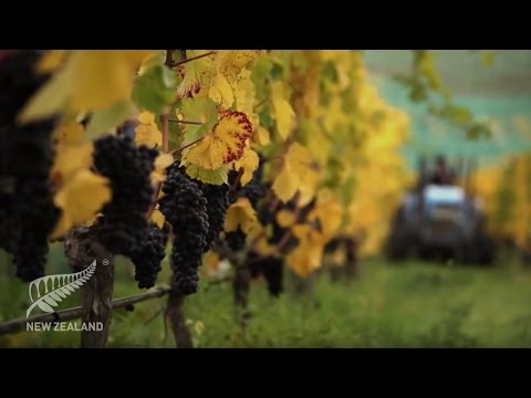 download lagu mp3 mp4 Nz Wine Regions, download lagu Nz Wine Regions gratis, unduh video klip Nz Wine Regions