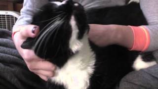 JUST A DAY- THE SOFTIES