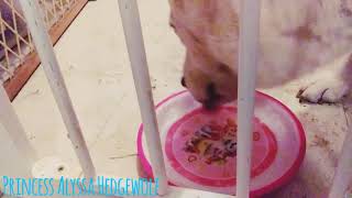 Asmr #7 dog drinking water and slow motion