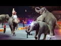 Elephant Circus Performance