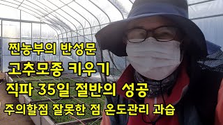 고추모종 직파35일 돌아보며 반성해 봅니다. [고추재배기술]