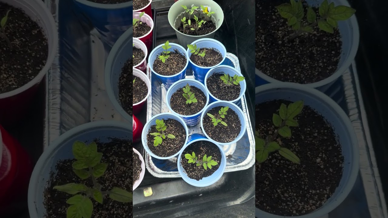 February 26th and March 4th seedlings update!