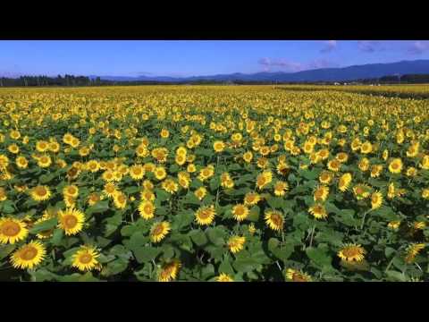 Beautiful miyazaki 「高鍋」