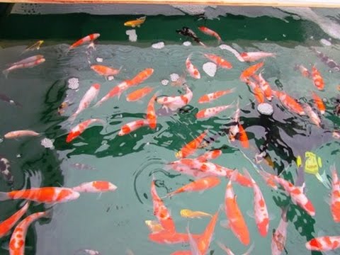 New Pond Syndrome. Part 1 - filter not working