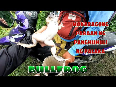 Ep.164, BUHAY BUKID makabagong paraan ng panghuhuli ng palaka.