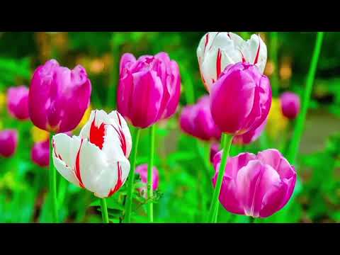 Opwekking 862 Vrijheid