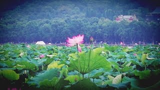 preview picture of video '【ニコ生用・中国旅行記】上海～杭州、乗り鉄と西湖散歩2日間【観光】'