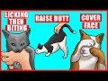 Real Meanings Behind 9 Strange Cat Behaviors Explained