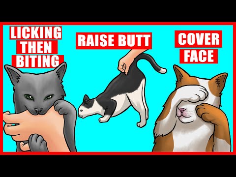 YouTube video about Why Does Your Feline Friend Bite You While You Snooze?