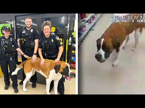 A 135-Pound Dog Walked Into A Dollar Store And Refused To Leave. Here's How Police Responded