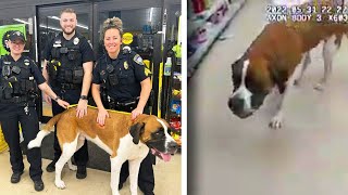 Giant Dog Refused to Leave Dollar Store