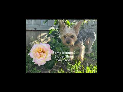 Flower by flower, the world grows more magical.