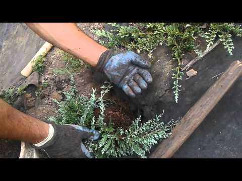 image-How big does a Blue Rug juniper get?