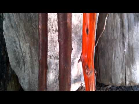 Shillelagh sticks that I made