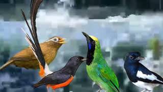 Download lagu Masteran Kombinasi 4 in 1 Wambi,Kacer,cucak ijo dan murai batu mp3 Download lagu Masteran Kombinasi 4 in 1 Wambi,Kacer,cucak ijo dan murai batu mp3