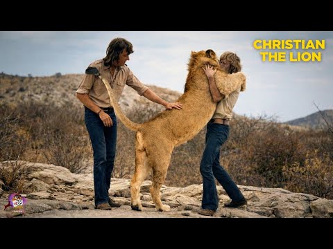 This is what happened when a lion saw his human friends after 1 years. Lion Reunited with Owner