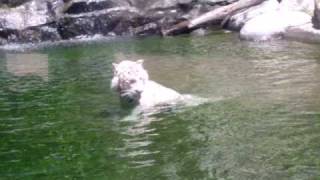 TIGRE BLANCO - TEMAIKEN ARGENTINA