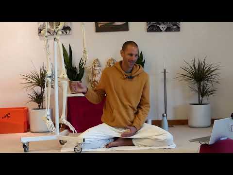 Anatomie Vortrag Skelett