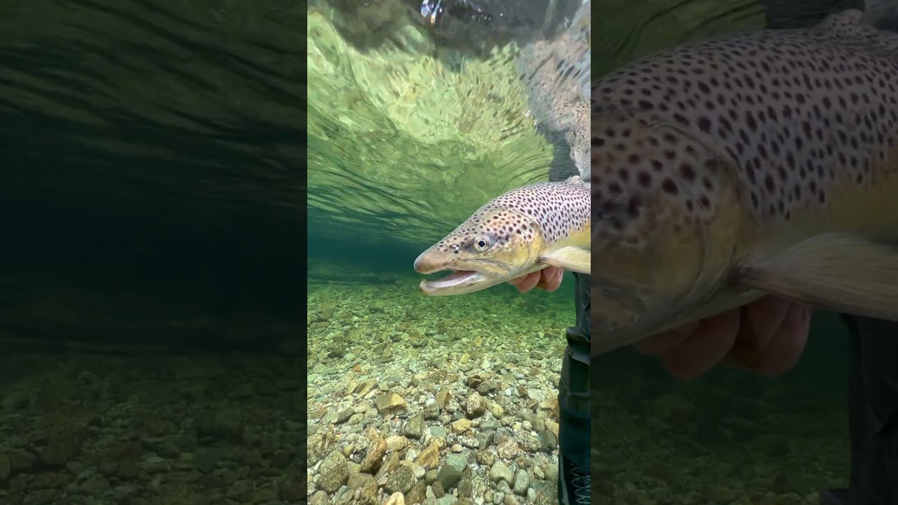 YouTube Short thumbnail