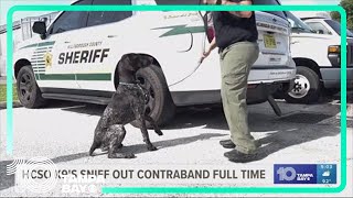 HCSO brings in 2 full-time K-9 deputies to sweep jails and detention centers for contraband