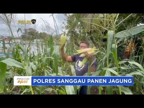 POLRES SANGGAU PANEN JAGUNG