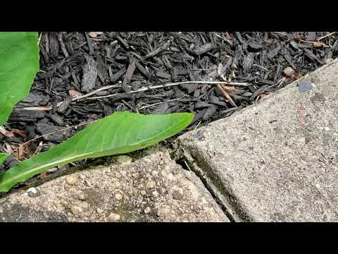 Heavy Rainfall Invites Pavement Ants in Howell, NJ