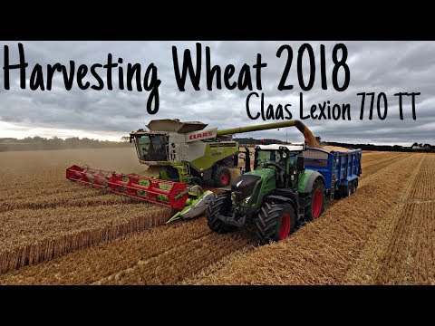 Claas Lexion 770 TT - Harvesting Wheat