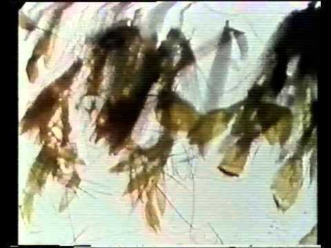 Mothlight - Stan Brakhage [1963]