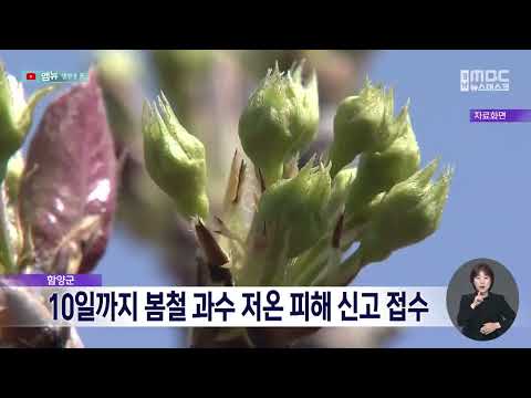 함양군, 10일까지 봄철 과수 저온 피해 신고 접수(2025.06.02/뉴스데스크/MBC경남)