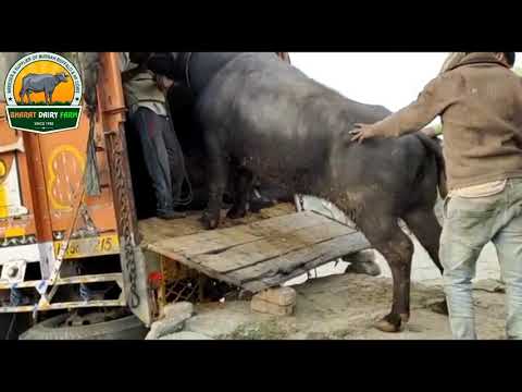 Black nili ravi buffalo, milking capacity: 15 liters, 3300 k...