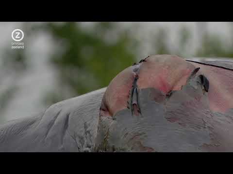 Zeeschip sleurt gewone vinvis de sluizen van Terneuzen in